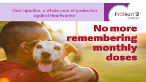 Proheart 12 Heartworm