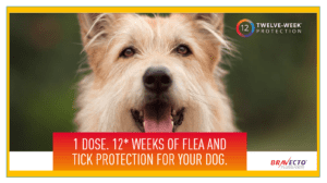 Flea and Tick Bravecto