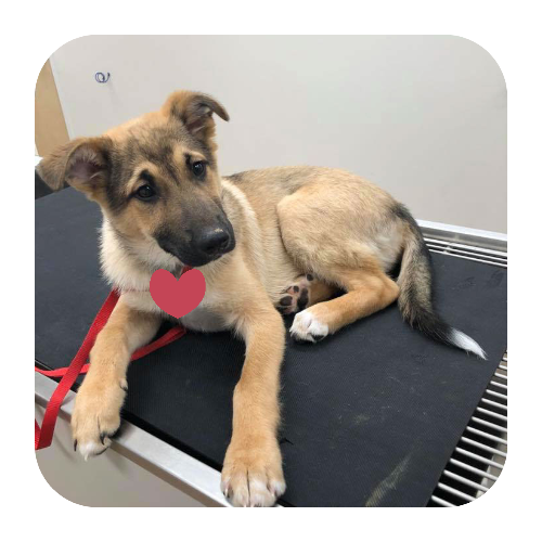 cute-puppy-with-heart-stringtown-animal-hospital