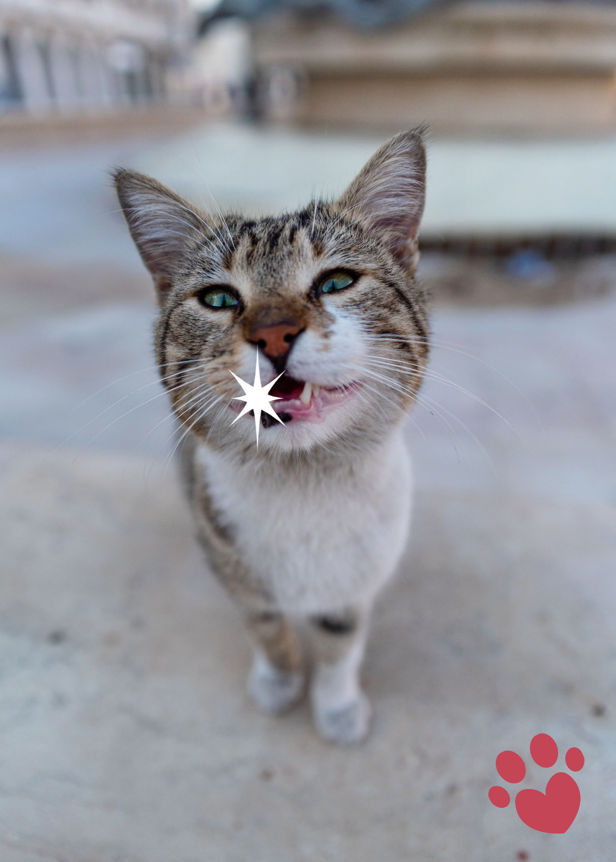 cat-with-tooth-sparkle-stringtown-animal-hospital