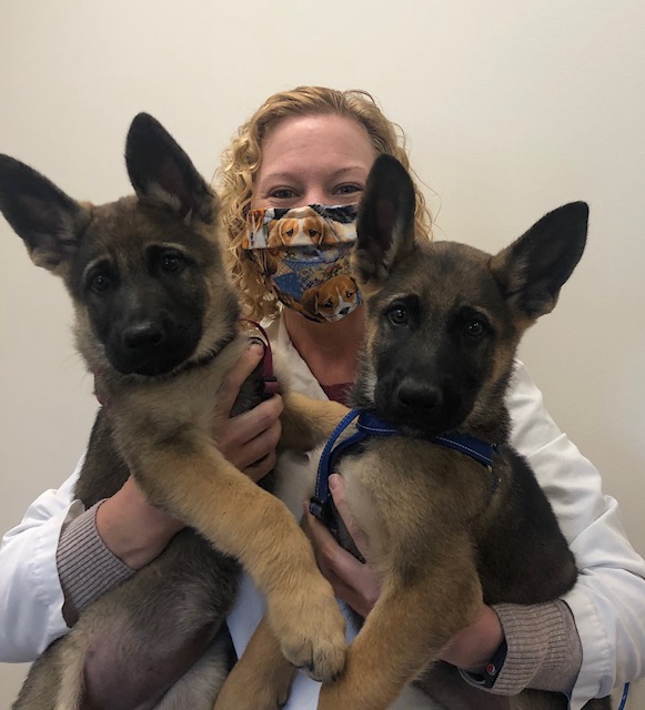 stringtown-animal-hospital-dr-scott-with-two-puppy-german-shepherds