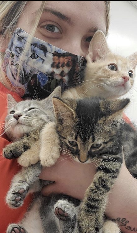 stringtown-animal-hospital-three-adorable-kittens stringtown-animal-hospital-three-adorable-kittens-with-masked-vet-tech