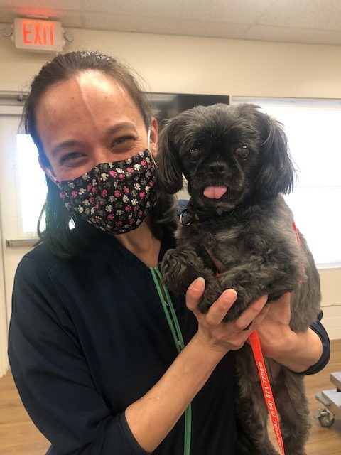 Vet tech with senior pet black fluffy dog