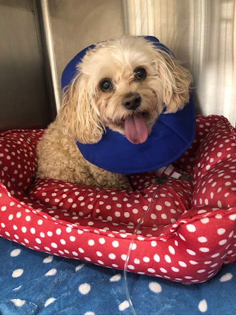 Senior fluffy dog with collar in dog bed