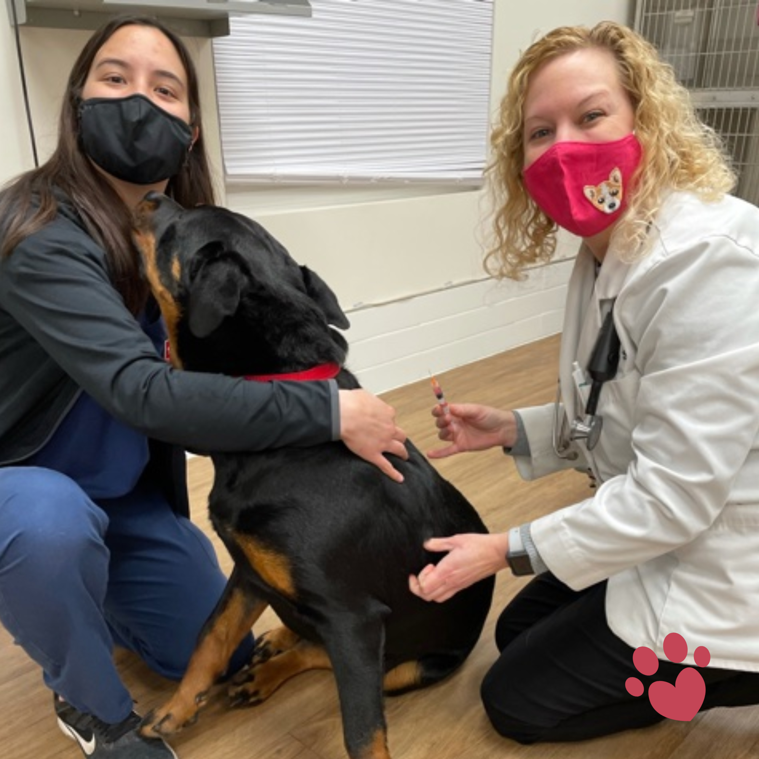 Stringtown Animal Hospital-doctor and vet tech with rottweiler