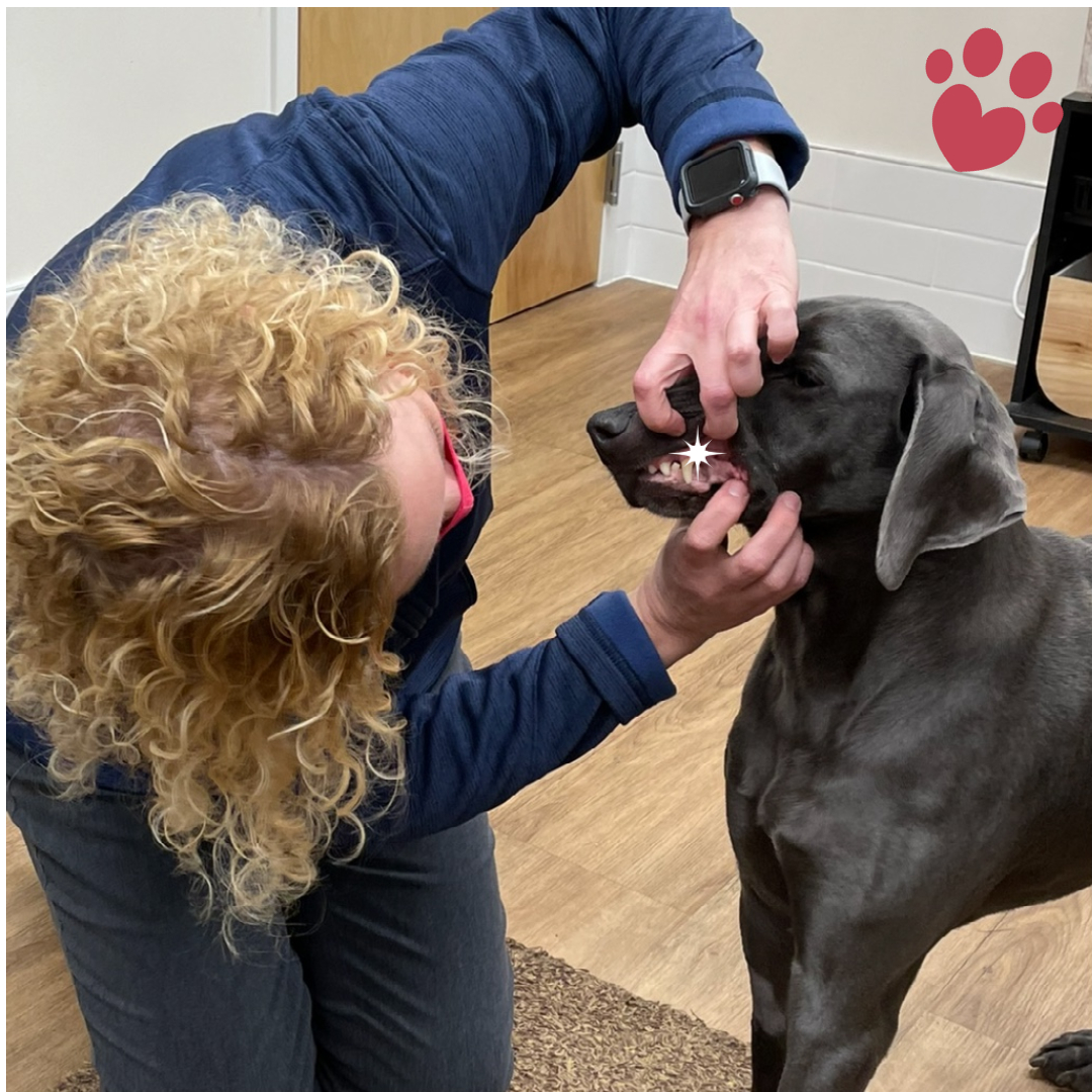 Dr. Scott examining a dog's teeth_Stringtown Animal Hospital
