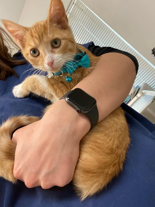 159133272_4348236375190603_8349132376070470052_o Stringtown Animal Hospital Ginger kitten with blue bow