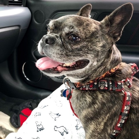 Dog in car waiting for appointment