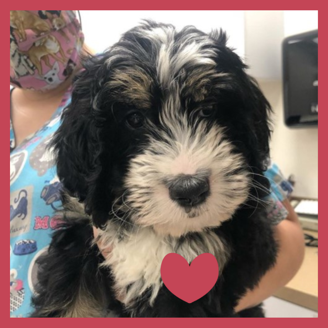 Shaggy black and white pup with red heart