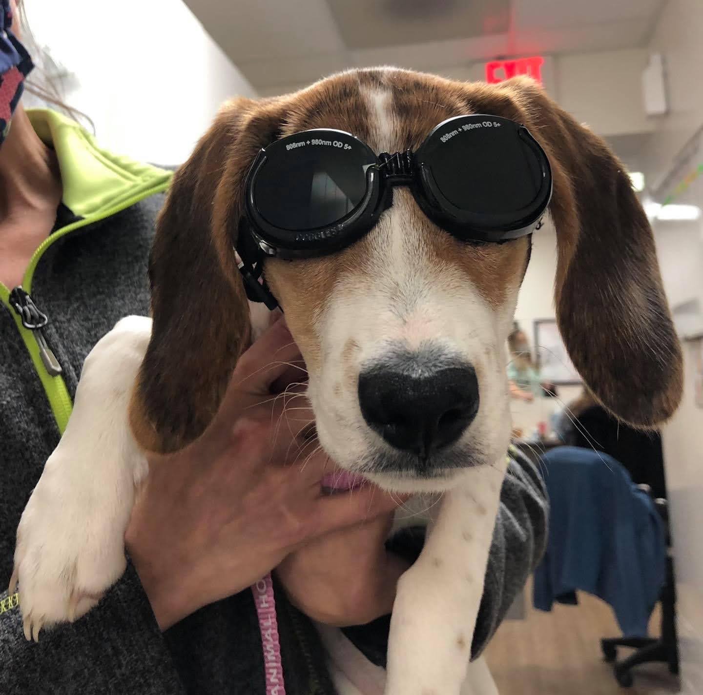 Beagle in laser therapy sunglasses