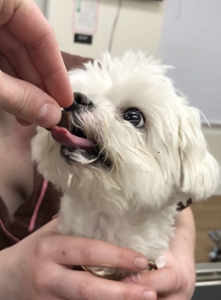 small white dog getting a treat