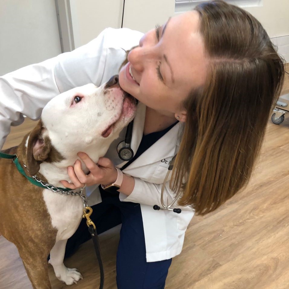 Pittie kissing one of our veterinarians