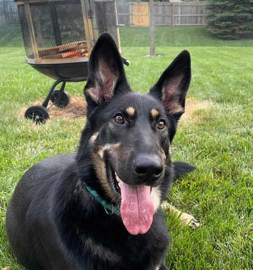 german shepherd out doors with a fire pit in the background