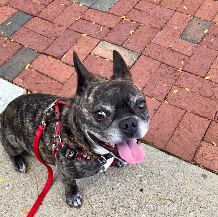 french bulldog sitting on bricks