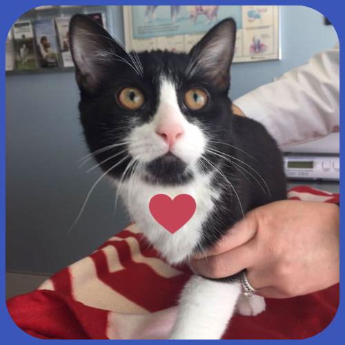 Tuxedo cat with heart