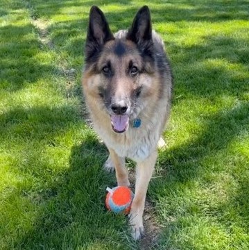 german shepherd outside with ball