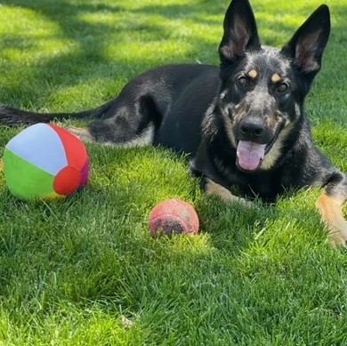 German Shepherd Puppy with balls