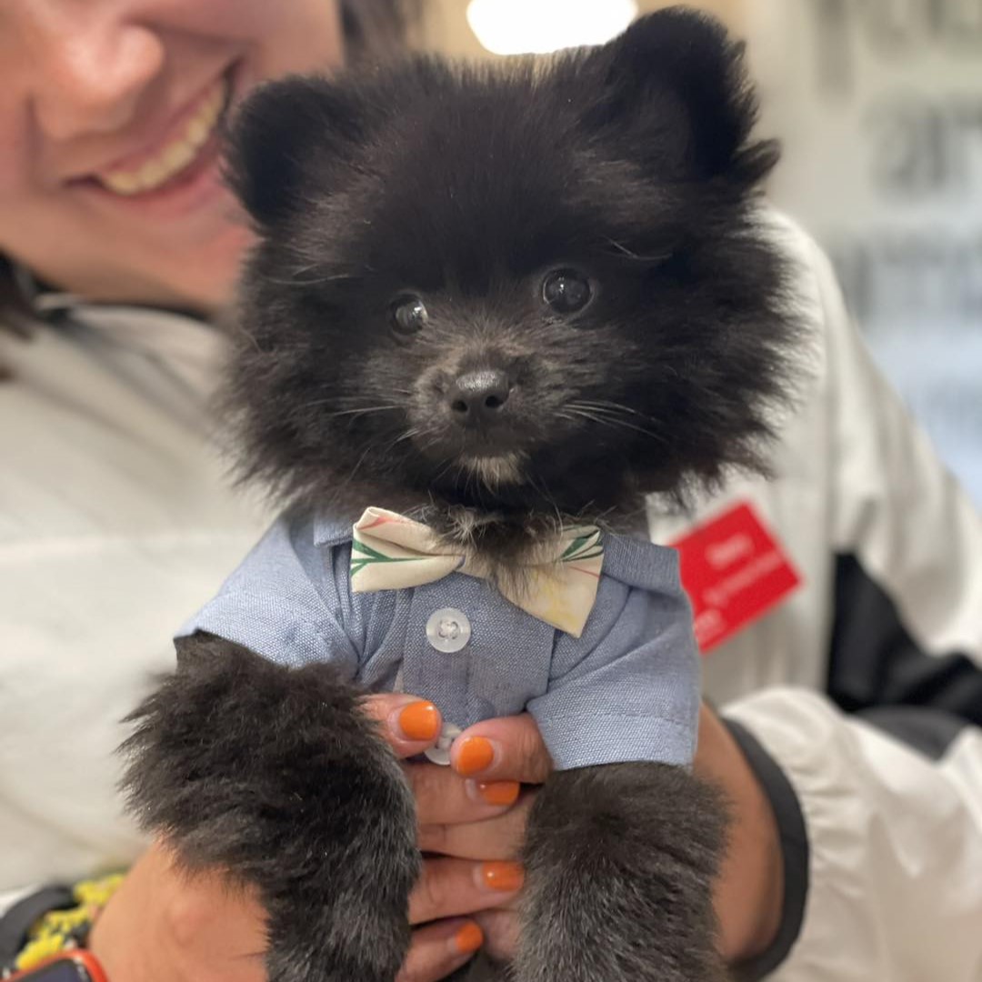 dusty-the-pomeranian-in-a-bow-tie