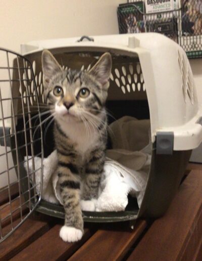 Kitty Emerging from Carrier