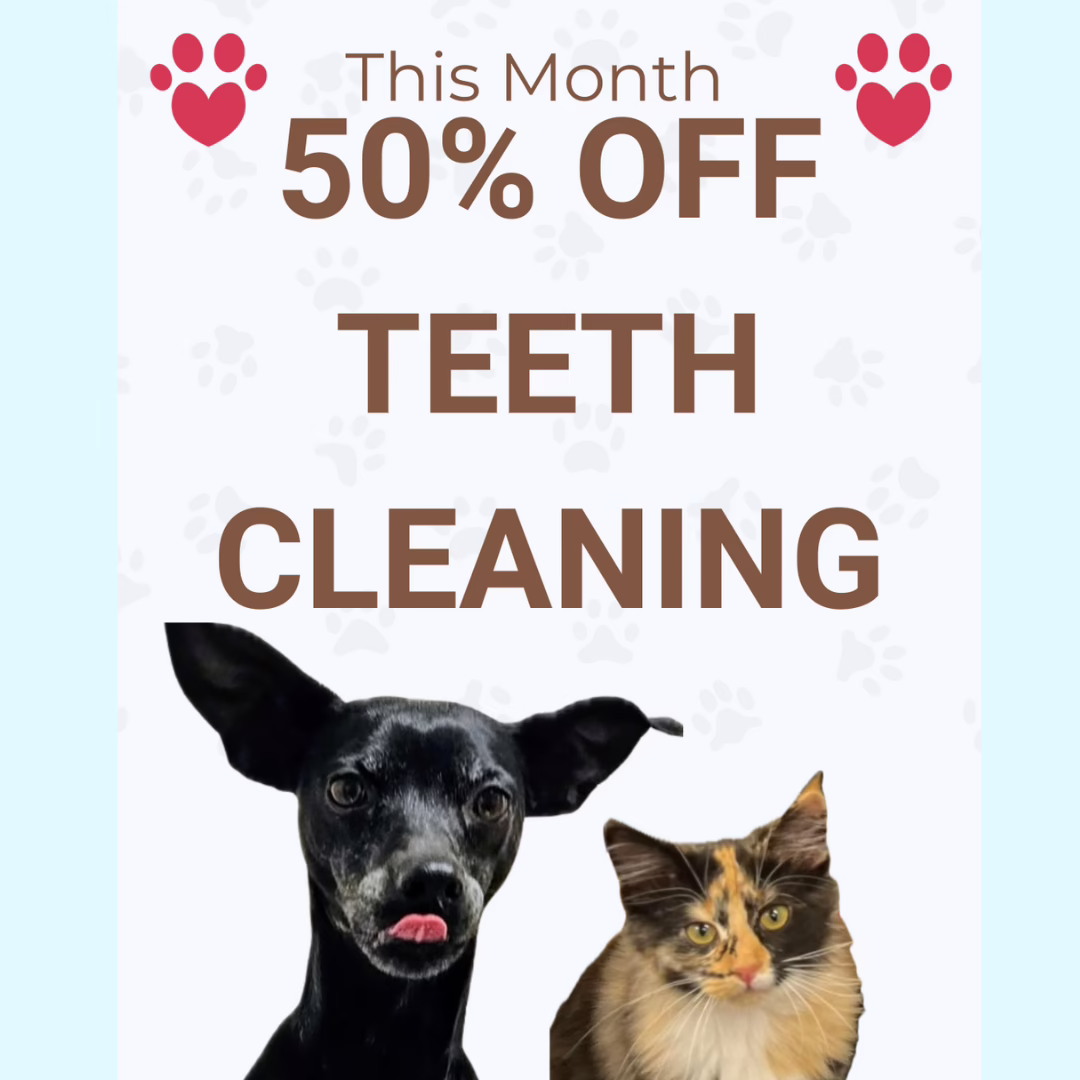 Dental Promotion