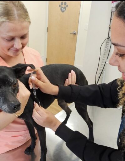Vet Tech and Doctor with Patient