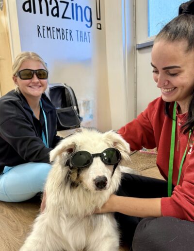 Veterinary Staff with Dog Receiving Laser Treatment