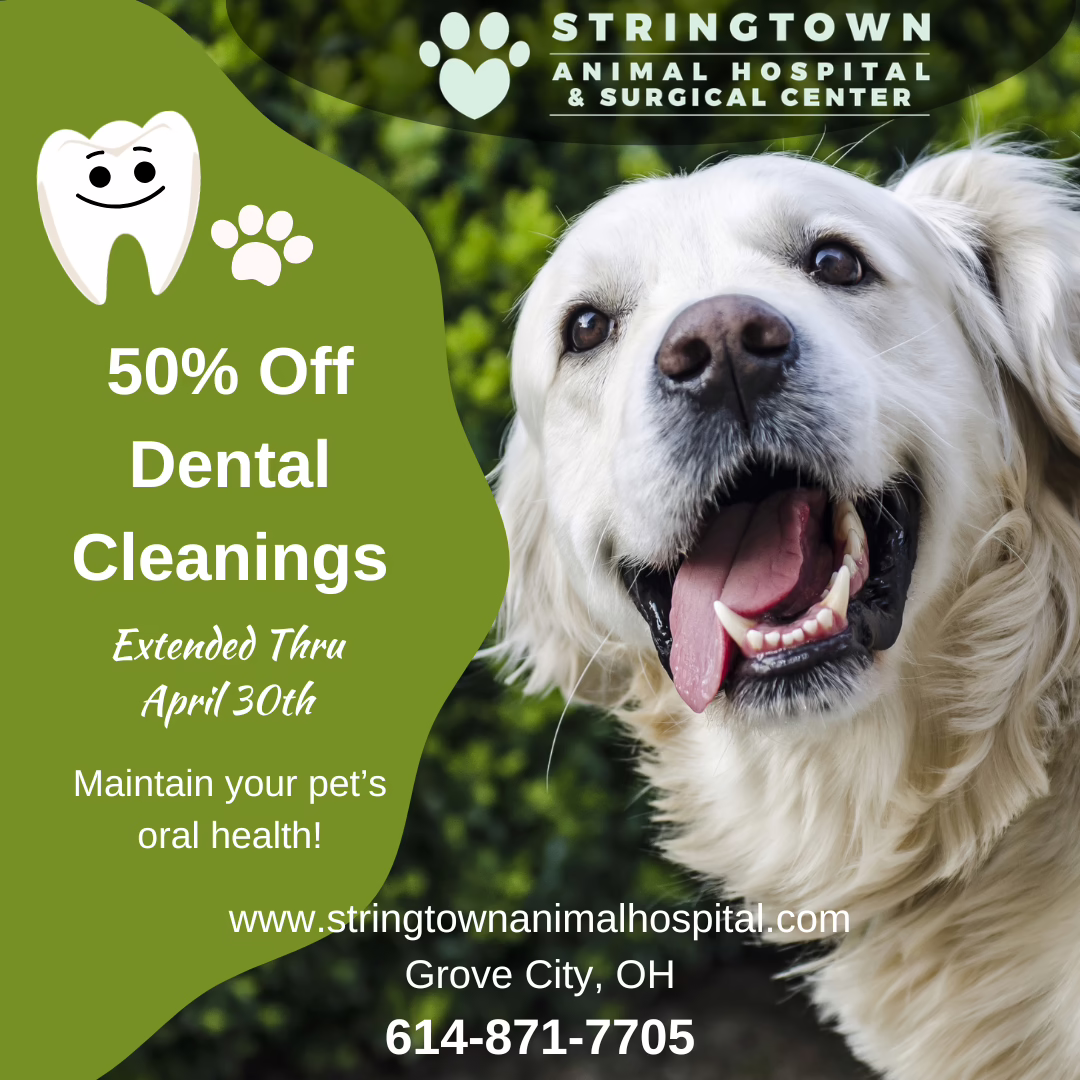 Dental Cleaning Promo Extended Through April