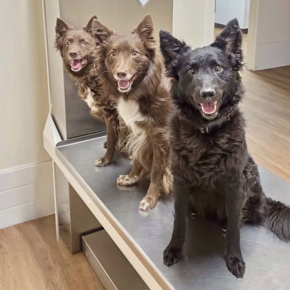 Dogs