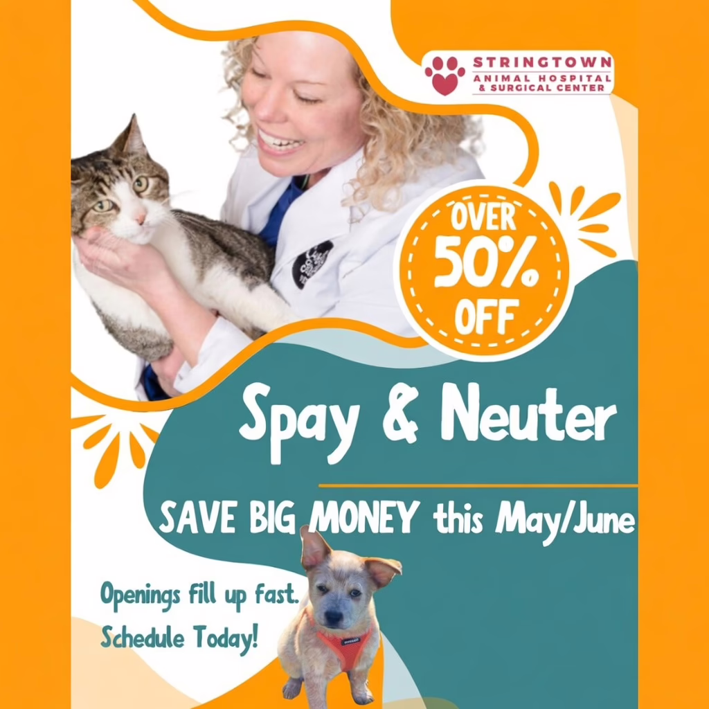 50% off spay/neuter