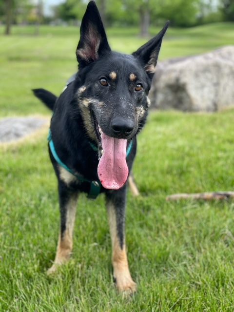 Active Dog