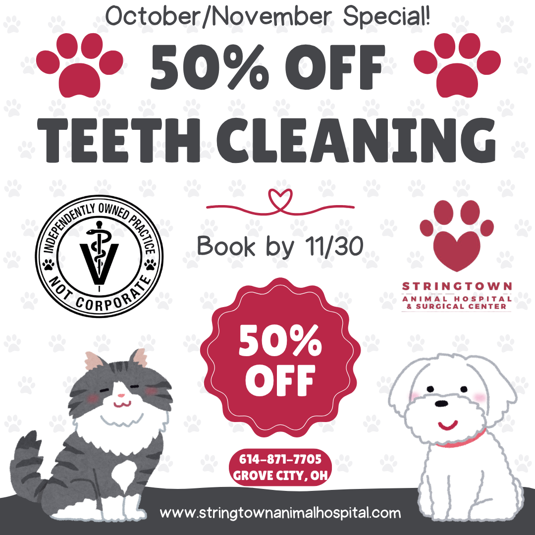 50% Off Teeth Cleaning